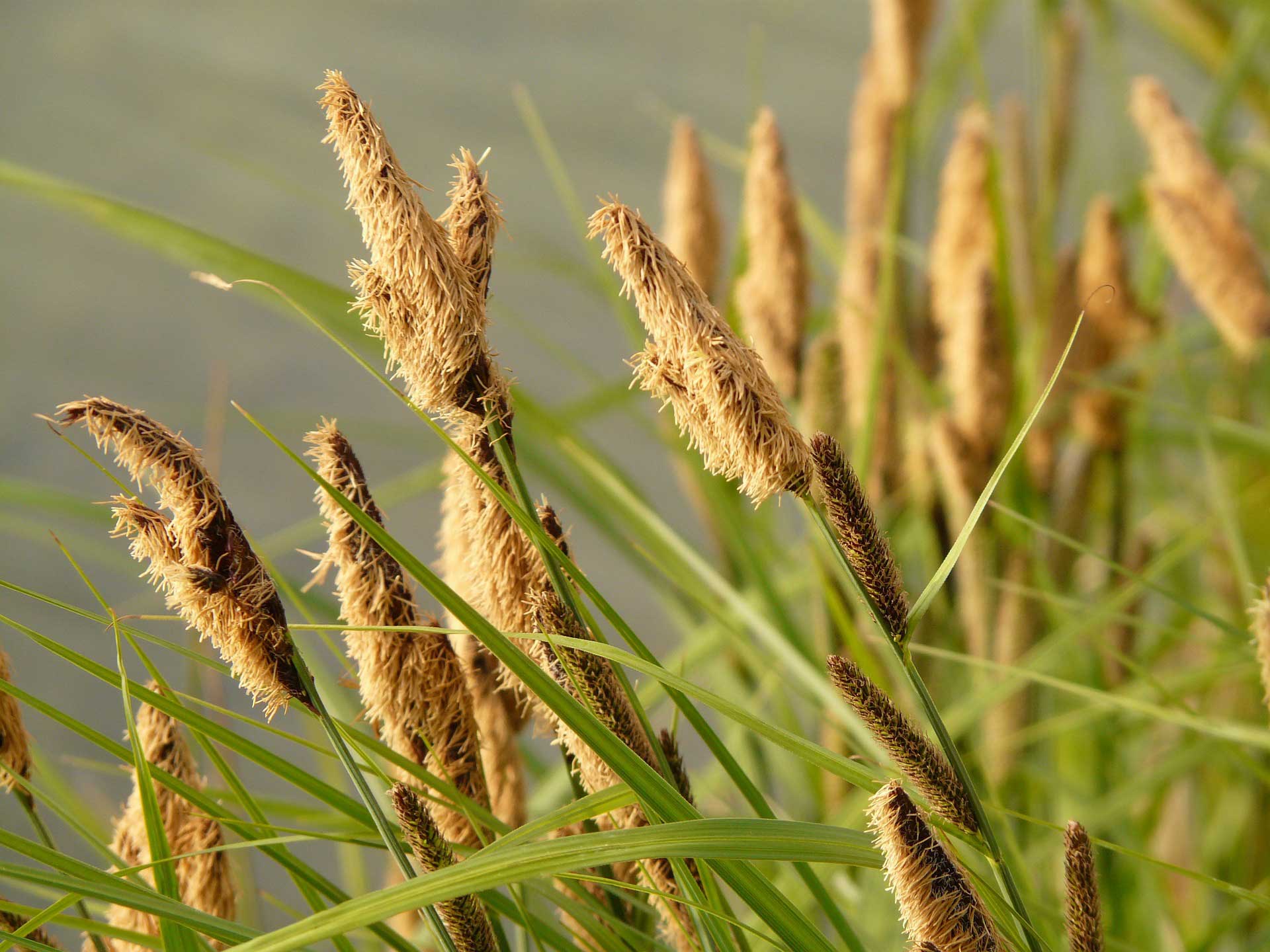 Carex Paniculata